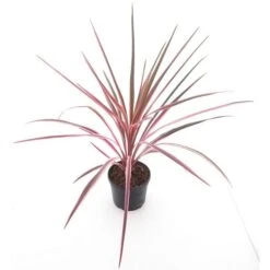 Cordyline Australis Paso Doble - Pot Ø 19 Cm