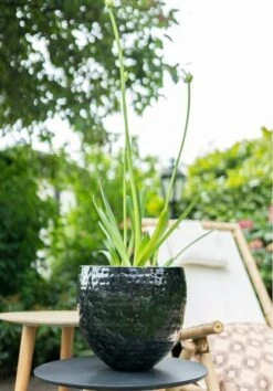 Thom - Black - D40H37 Cm 6 Thom - Black - D40H37 Cm -Loofbomen Winkel 1956196329