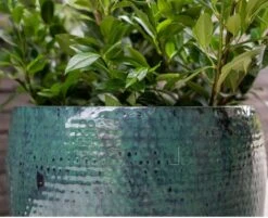 Thom - Ocean - D40H37 Cm -Loofbomen Winkel 1956201744