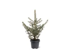 Picea Pungens Glauca - Totale Hoogte 60-80 Cm - Pot 5 Ltr