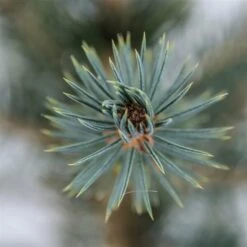 Picea Pungens Glauca - Totale Hoogte 60-80 Cm - Pot 5 Ltr -Loofbomen Winkel 1959298896
