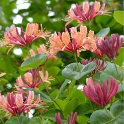 Lonicera Heckrottii - Totale Hoogte 160+ Cm - Pot Ø 20 Cm -Loofbomen Winkel 1960114281