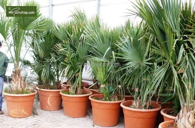 Sabal Minor - Totale Hoogte 50-60 Cm - Pot Ø 22 Cm 2 Sabal Minor - Totale Hoogte 50-60 Cm - Pot Ø 22 Cm - Afbeelding 2