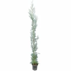 Cupressus Arizonica - Totale Hoogte 180+ Cm - Pot Ø 22 Cm [pallet]