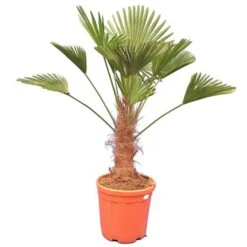 Trachycarpus Wagnerianus - Stam 40-50 Cm - Totale Hoogte 140-160 Cm - Pot Ø 35 Cm