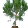 Pinus Pinea - Stam 40-60 - Cm Totale Hoogte 150-170 Cm - Pot Ø 35 Cm [pallet]