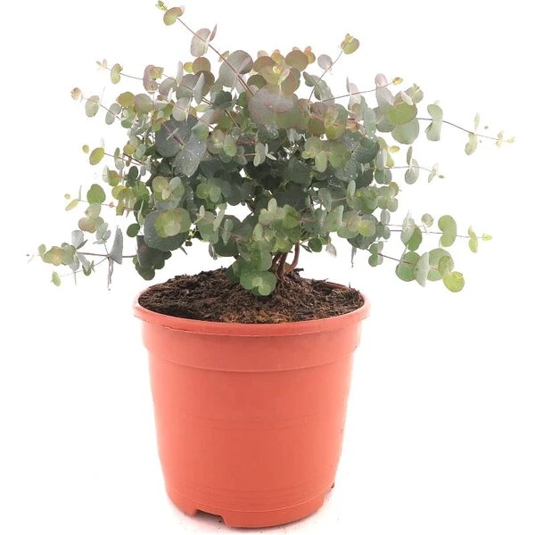 Eucalyptus Gunnii Azura - Totale Hoogte 40+ Cm - Pot 5 Ltr 1 Eucalyptus Gunnii Azura - Totale Hoogte 40+ Cm - Pot 5 Ltr