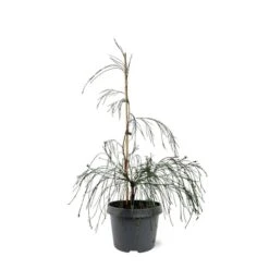 Chamaecyparis Lawsoniana Drooping Solo - Pot 3 Ltr
