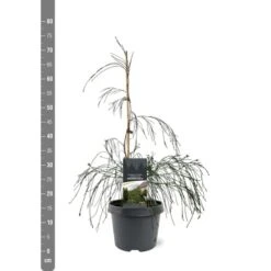 Chamaecyparis Lawsoniana Drooping Solo - Pot 3 Ltr -Loofbomen Winkel 1969858542