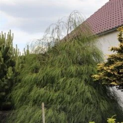 Chamaecyparis Lawsoniana Drooping Solo - Pot 3 Ltr -Loofbomen Winkel 1969858545
