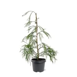 Chamaecyparis Lawsoniana Golden Sprinklers - Pot 3 Ltr