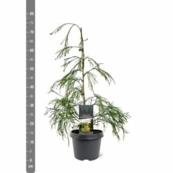 Chamaecyparis Lawsoniana Golden Sprinklers - Pot 3 Ltr -Loofbomen Winkel 1969862994