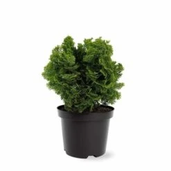 Chamaecyparis Obtusa Nana Gracilis - Totale Hoogte 30-35 Cm - Pot Ø 19 Cm - 3 Ltr