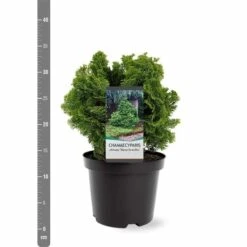Chamaecyparis Obtusa Nana Gracilis - Totale Hoogte 30-35 Cm - Pot Ø 19 Cm - 3 Ltr -Loofbomen Winkel 1969863078