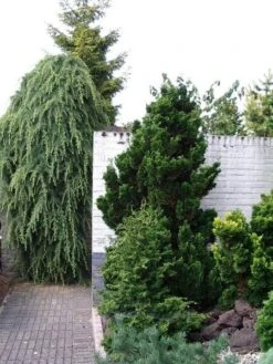 Chamaecyparis Obtusa Nana Gracilis - Totale Hoogte 30-35 Cm - Pot Ø 19 Cm - 3 Ltr -Loofbomen Winkel 1969863087