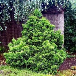 Chamaecyparis Obtusa Nana Gracilis - Totale Hoogte 30-35 Cm - Pot Ø 19 Cm - 3 Ltr -Loofbomen Winkel 1969863090