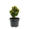 Chamaecyparis Obtusa Nana Aurea - Pot 3 Ltr