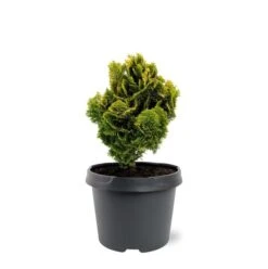 Loofbomen Winkel 23 Chamaecyparis Obtusa Nana Aurea - Pot 3 Ltr
