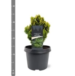 Chamaecyparis Obtusa Nana Aurea - Pot 3 Ltr -Loofbomen Winkel 1969865613