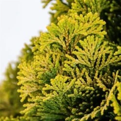 Chamaecyparis Obtusa Nana Aurea - Pot 3 Ltr -Loofbomen Winkel 1969865616