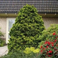 Chamaecyparis Obtusa Nana Aurea - Pot 3 Ltr -Loofbomen Winkel 1969865619