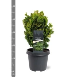 Chamaecyparis Obtusa Nana Aurea - Pot 5 Ltr -Loofbomen Winkel 1969933389