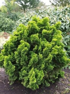 Chamaecyparis Obtusa Nana Aurea - Pot 5 Ltr -Loofbomen Winkel 1969933401