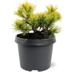 Pinus Mugo Carstens Wintergold - Pot 3 Ltr