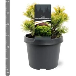 Pinus Mugo Carstens Wintergold - Pot 3 Ltr -Loofbomen Winkel 1969939602