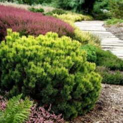 Pinus Mugo Carstens Wintergold - Pot 3 Ltr -Loofbomen Winkel 1969939608
