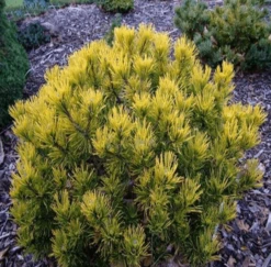 Pinus Mugo Carstens Wintergold - Pot 3 Ltr -Loofbomen Winkel 1969939611