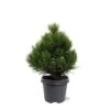 Pinus Heldreichii Compact Gem - Pot 5 Ltr