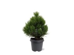 Pinus Heldreichii Compact Gem - Pot 5 Ltr