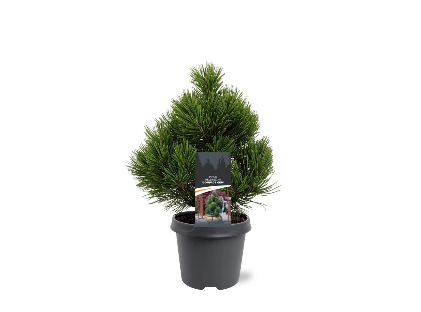 Pinus Heldreichii Compact Gem - Pot 5 Ltr 2 Pinus Heldreichii Compact Gem - Pot 5 Ltr - Afbeelding 2