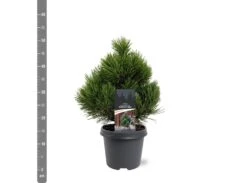 Pinus Heldreichii Compact Gem - Pot 5 Ltr 7 Pinus Heldreichii Compact Gem - Pot 5 Ltr -Loofbomen Winkel 1969996521