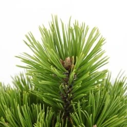Pinus Heldreichii Compact Gem - Pot 5 Ltr 8 Pinus Heldreichii Compact Gem - Pot 5 Ltr -Loofbomen Winkel 1969996524