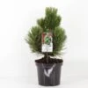 Pinus Heldreichii Compact Gem - Totale Hoogte 40-50 Cm - Pot 3 Ltr