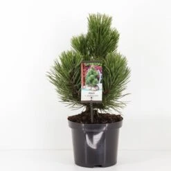 Pinus Heldreichii Compact Gem - Totale Hoogte 40-50 Cm - Pot 3 Ltr