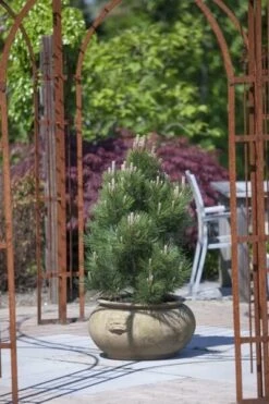 Pinus Heldreichii Compact Gem - Totale Hoogte 40-50 Cm - Pot 3 Ltr -Loofbomen Winkel 1969996578