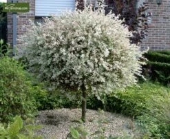 Salix Hakuro Nishiki - Pot 5 Ltr -Loofbomen Winkel 1970000814