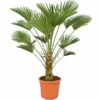 Trachycarpus Wagnerianus - Stam 30-40 Cm - Totale Hoogte 110-130 Cm - Pot Ø 30 Cm