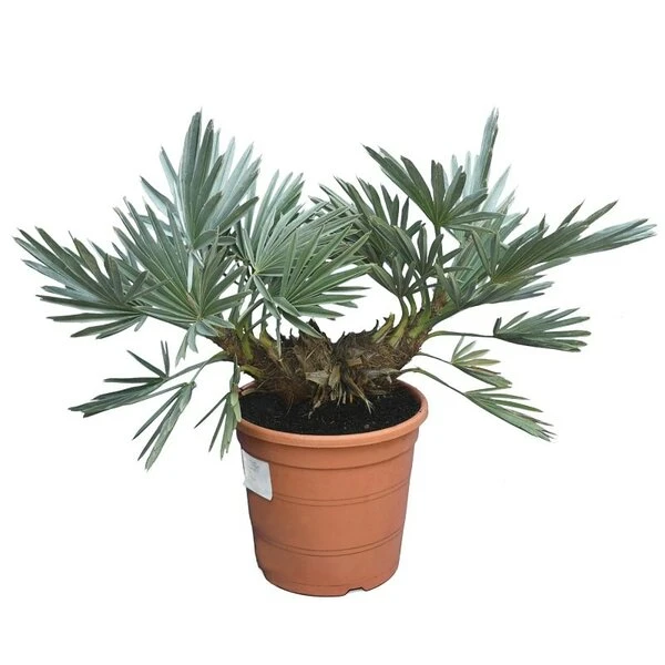 Trithrinax Campestris - Totale Hoogte 40-60 Cm - Pot Ø 28 Cm 1 Trithrinax Campestris - Totale Hoogte 40-60 Cm - Pot Ø 28 Cm
