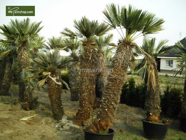 Trithrinax Campestris - Totale Hoogte 40-60 Cm - Pot Ø 28 Cm 3 Trithrinax Campestris - Totale Hoogte 40-60 Cm - Pot Ø 28 Cm - Afbeelding 3