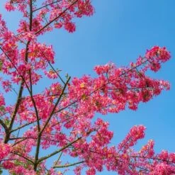 Ceiba Speciosa - Pot Ø 28 Cm [pallet] -Loofbomen Winkel 1971266721