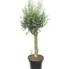 Olea Europaea - Wild Form - Stamomtrek 20-30 Cm - Pot Ø 45 Cm [pallet]