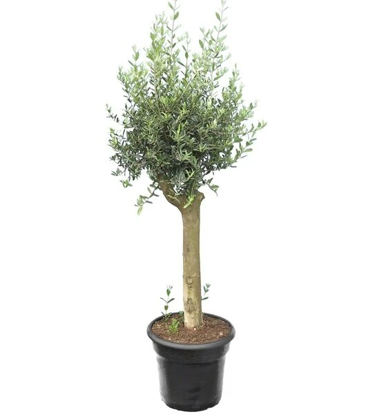 Ontdek Deze Prachtige Planten Voor Jouw Tuin in 2025 3 Olea Europaea - Wild Form