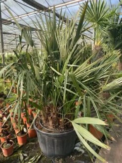 Rhapidophyllum Hystrix - Pot Ø 80 Cm [pallet] -Loofbomen Winkel 1972511520