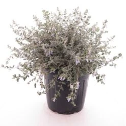 Teucrium Fruticans - Pot Ø 26 Cm