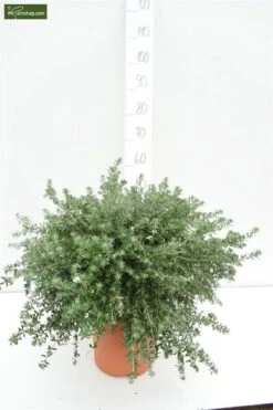 Westringia Fruticosa - Totale Hoogte 40-50 Cm - Pot Ø 22 Cm -Loofbomen Winkel 1975069899
