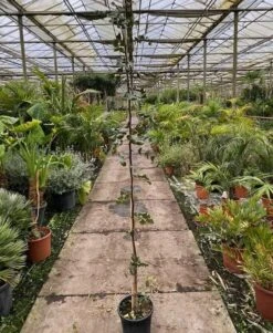 Ceratonia Siliqua - Pot Ø 26 Cm [pallet] -Loofbomen Winkel 1975144740